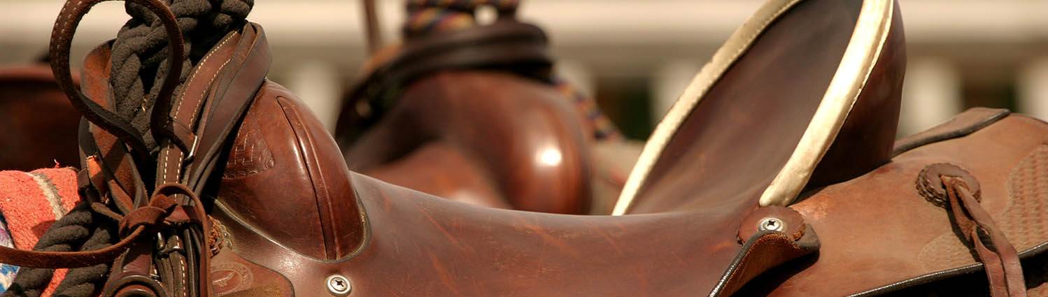 Horse Edition Home Photo